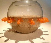 Fishbowl I   38x20 c